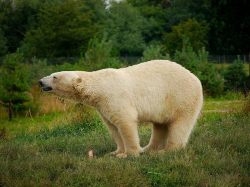 a polar bear standing in a field of grass at Holiday Inn Doncaster A1- M Jct 36 by IHG in Doncaster