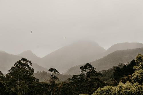 a misty forest with mountains in the background at Mavis's Cabins @ Mt Warning in Uki