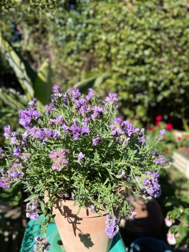 a woman is holding a pot of purple flowers at Tranquil Garden view Room Macquiare Marsfield Eastwood in Sydney