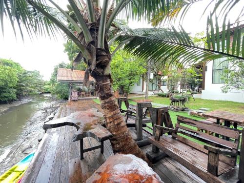 a palm tree sitting next to a row of wooden benches at Baanrongmai Canal Front in Bang Chak
