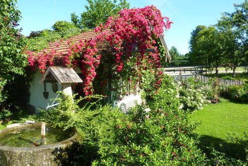 a garden with pink flowers on a fence at Heissbauer in Wackersberg
