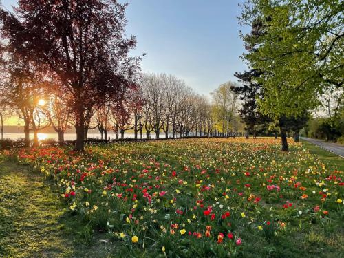 a field of flowers in a park with trees at Hotel am Borsigturm in Berlin