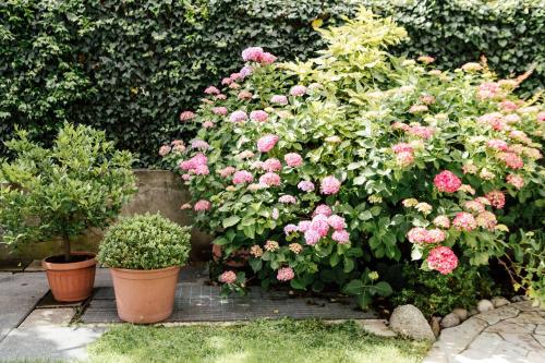 a bunch of pink roses in pots in a garden at Hotel Garni Sirmian in Merano