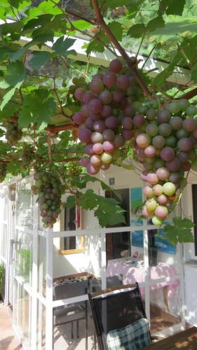 a bunch of grapes hanging from a tree at Gästehaus Huber - traditional Sixties Hostel in Feichten