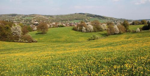 a field of yellow flowers in a green field at Ferienwohnung Balduin in Sankt Wendel