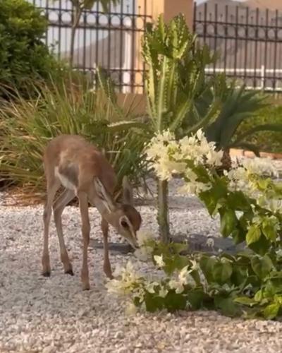 a deer standing next to a plant at أستراحة أريـــان in Gharayfah