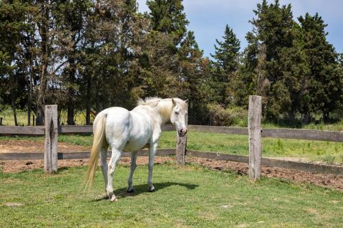 a white horse standing next to a fence at Mas des Cypres - Mazet 7 in Saintes-Maries-de-la-Mer