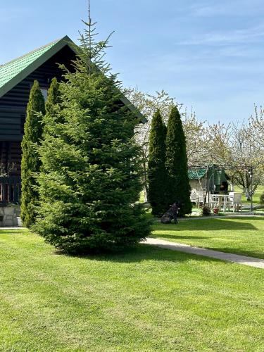 a large pine tree in a yard next to a house at Wooden House - Imanje Terzic in Podgorica
