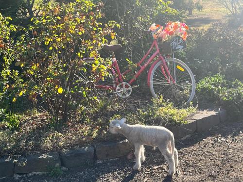 a lamb standing next to a red bike at The Loft at Shelford in Doroq