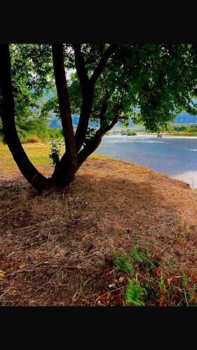a tree sitting next to a body of water at Camping Shtepez in Gjirokastër