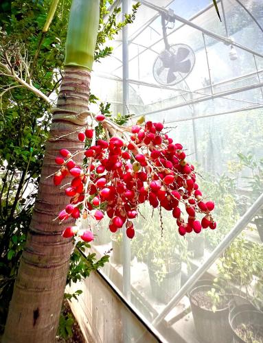 a bunch of red berries hanging from a tree in a greenhouse at MrT Riverside Sampran มิสเตอร์ที โฮมสเตย์-ริมนที in Sam Phran