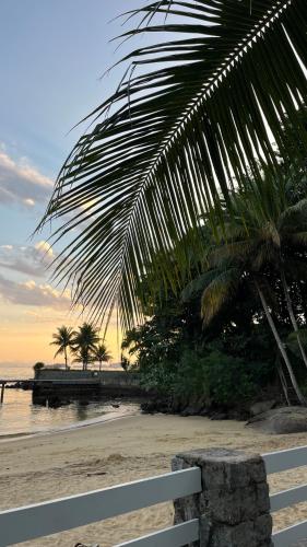 a bench on a beach with palm trees and the ocean at GUEST HOUSE Floresta Mar in Angra dos Reis