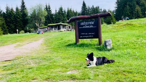 a dog laying in the grass next to a sign at Apartmány TWINS in Abertamy