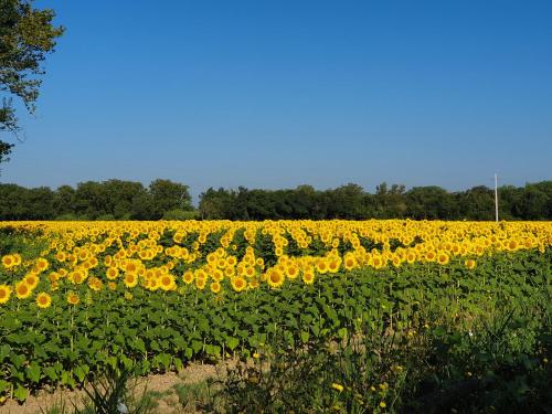 a field of yellow sunflowers in a field at ANANDA Pals Beach !! in Pals