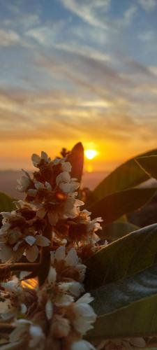 a group of white flowers with the sunset in the background at Bellavista Versilia in Pietrasanta