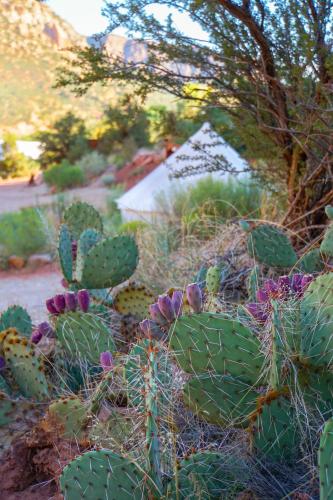 a group of cacti and flowers in a garden at Zion Glamping Adventures in Hildale