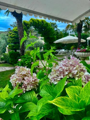 a bush of pink flowers in a garden at Hotel Restorant Halal Il Tramonto. in Vorë
