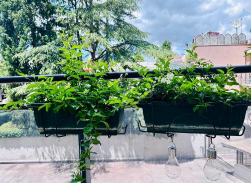 Zahrada ubytování M Boutique Suite
