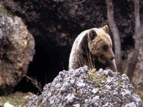a brown bear standing next to a rock at Blue Eyes Centre Free Parking in Ovindoli
