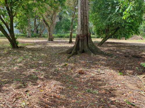 a tree in the middle of a field with trees at Manzanillo Ecolodge in Golfito
