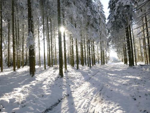 a snow covered path in a forest with trees at Cha Cha de Loup Luxe B&B - Vakantiewoning in Rendeux