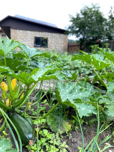 a garden with lots of green lettuces at Kwatera Pod Bukowa Gora in Zwierzyniec