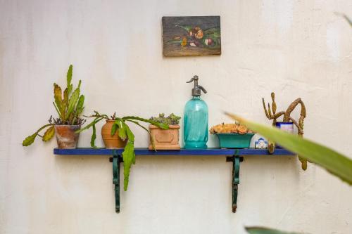 une étagère bleue avec des plantes sur un mur dans l'établissement 