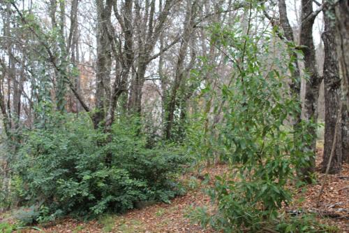 a trail in the woods with trees and bushes at Aguas del Monte Hotel&Spa in Tomé