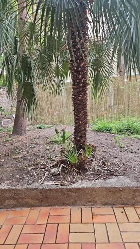 un palmier dans un jardin avec un trottoir en briques dans l'établissement Logement avec jardin gare St Charles, à Marseille