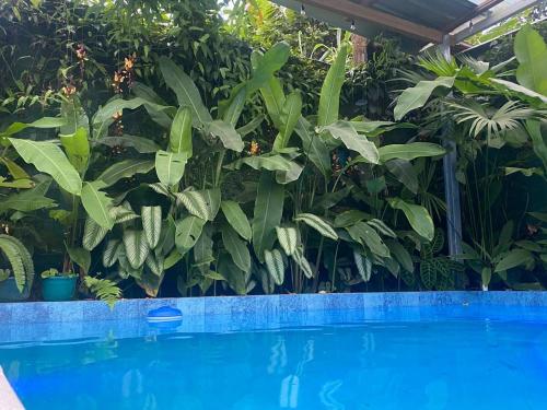 Πισίνα στο ή κοντά στο Suite Tierra - Piscina, BBQ, Botánico, Terraza, The Garden House