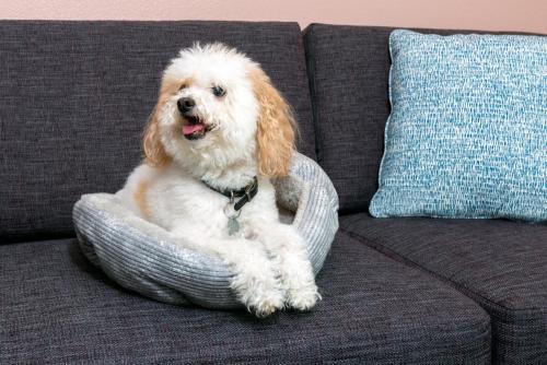 a dog sitting in a dog bed on a couch at Hilton Garden Inn Orlando International Drive North in Orlando