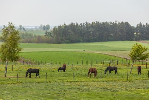 a group of horses grazing in a field at Hippika in Połchowo