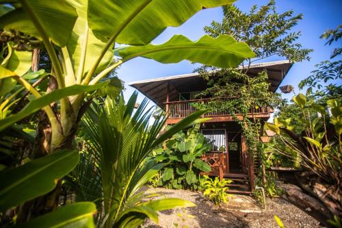 a house in the middle of a forest with plants at Ostional River in Arusí
