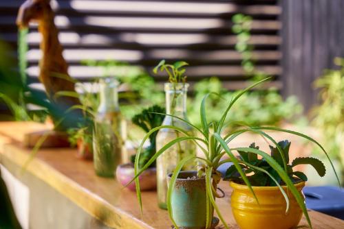 a wooden table with plants in glass bottles on it at Terraza Catedral Hostel in León