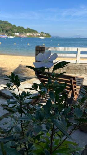 a bush with white flowers next to a bench on the beach at GUEST HOUSE Floresta Mar in Angra dos Reis