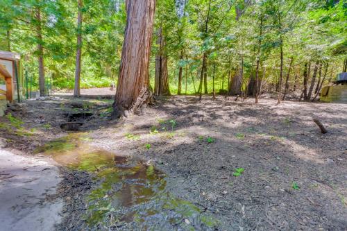 a clearing in the woods with a tree at Quaint Idyllwild Cabin half Mi to Trailhead! in Idyllwild