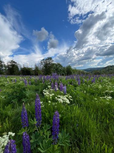 a field of purple flowers in a field of grass at Atempause und erholsame Zeit im Harz in Braunlage