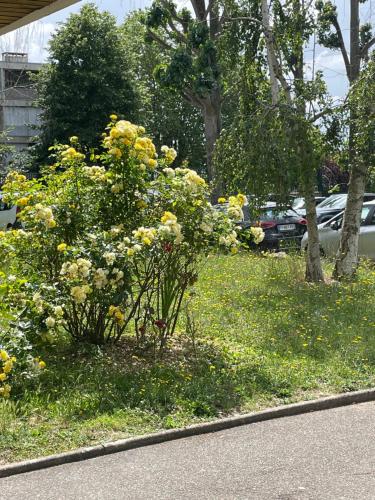 un jardin de fleurs jaunes au bord d'une route dans l'établissement Magnifique appartement, à Stains