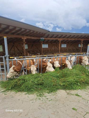 a group of cows laying in hay in a barn at BIO-Peisingerhof in Sankt Stefan ob Leoben