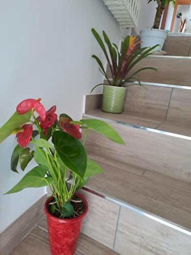 two plants in a red vase sitting on a staircase at Antony's Hause in Santa Tecla