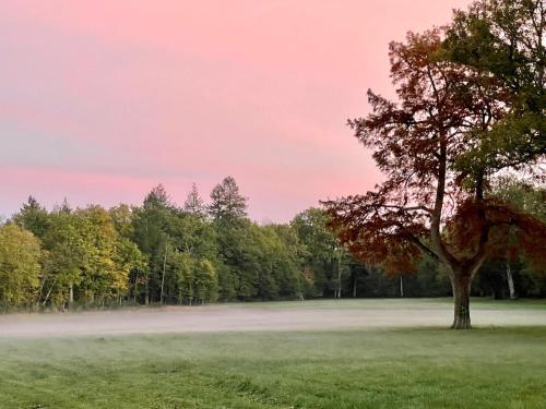a tree in the middle of a field at Les Hayes en Sologne in Fontaines-en-Sologne