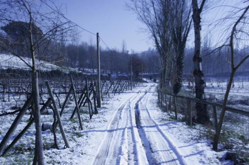 a snow covered field with trees and a fence at Quinta do Mosteiro in Felgueiras