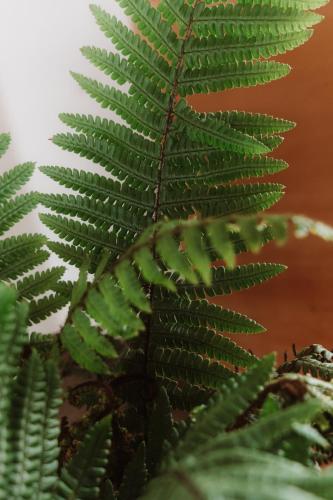 a close up of a green fern plant at Maison du Parc - Vue canal in Hossegor