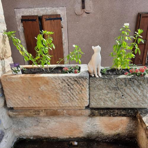 a cat sitting on a ledge next to some plants at Gite Chez Laurette 12 in Sainte-Eulalie-dʼOlt