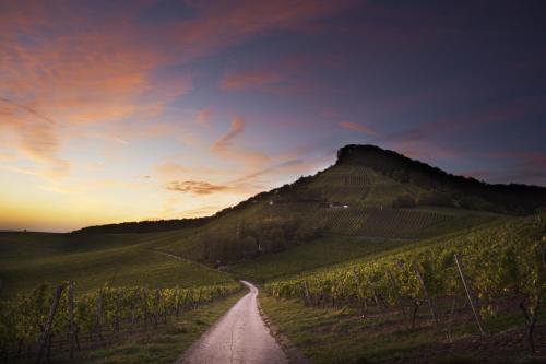 a road through a vineyard with a mountain at Pension Margarete in Handthal