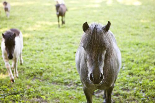 a horse standing in a field with other horses in the background at Lozerkasteel in Kruishoutem