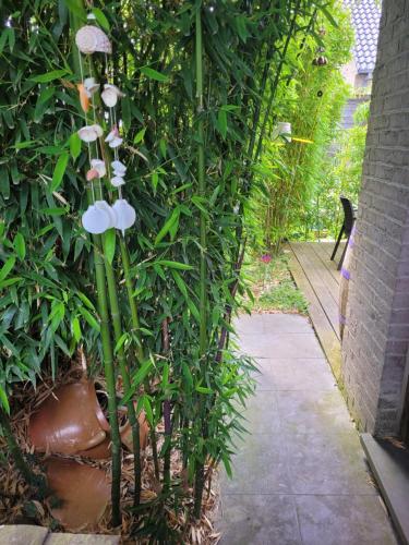 a plant with white flowers in a garden at Purple Papillon in Heuvelland
