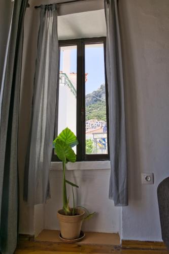 a plant sitting on a window sill next to a plant at Velanidia Homestay in Velanídhia