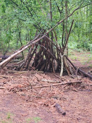 a tree made out of sticks in the woods at Marigold lodge 8 at Oakdene Forest Park in Saint Leonards