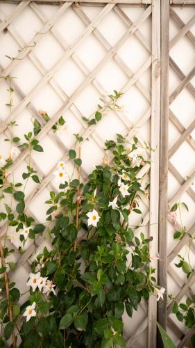 a plant with white flowers against a white wall at Chicca's Rooms in Lecce